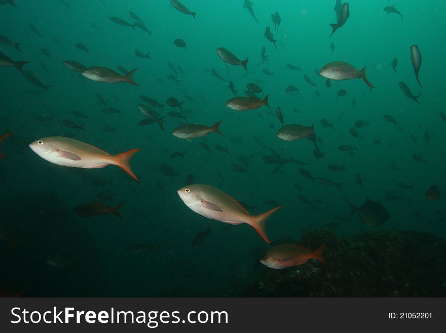 A school of fish in green water. A school of fish in green water