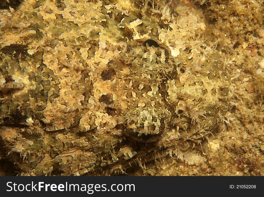 A close-up of a scorpion fish head