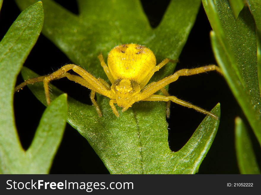 A yellow spider sitting on a green leaf waiting for its prey. A yellow spider sitting on a green leaf waiting for its prey