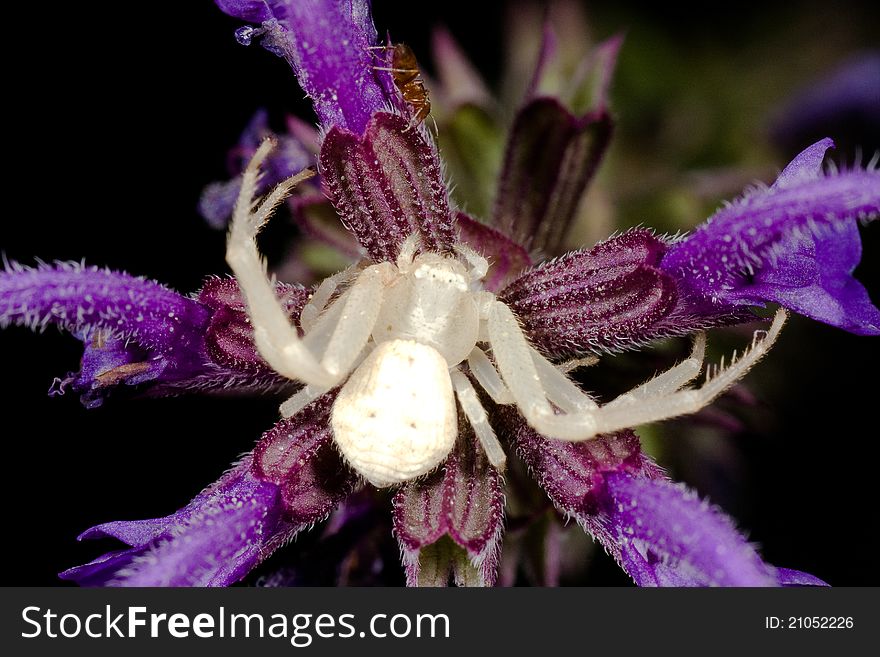A white spider sitting on a purple flower waiting for its prey. A white spider sitting on a purple flower waiting for its prey
