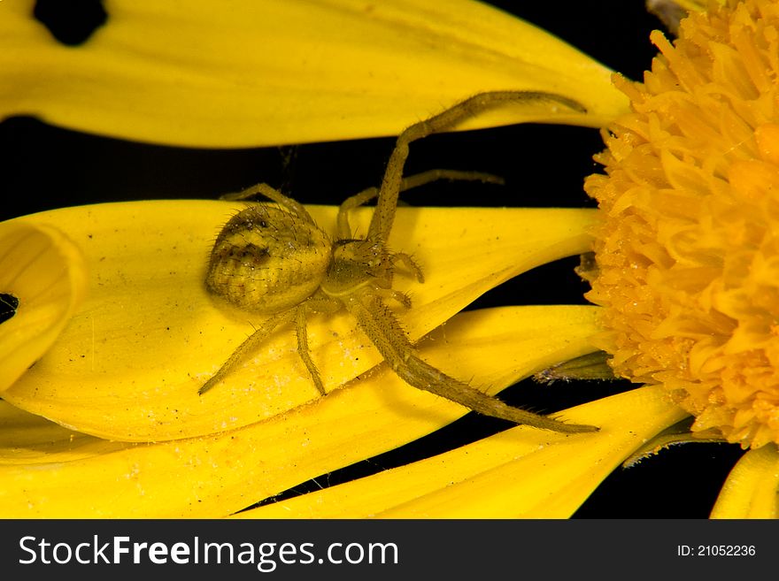 A yellow spider sitting on a yellow flower waiting for its prey. A yellow spider sitting on a yellow flower waiting for its prey
