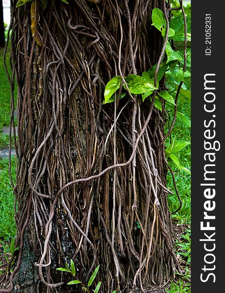 Root Cover Tree