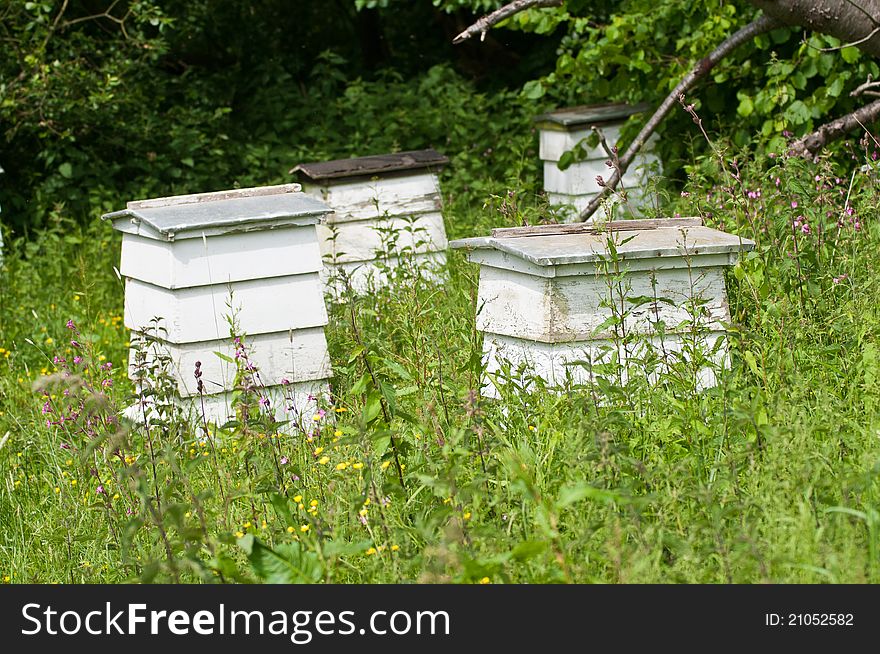 Beehives in a field of tall grass