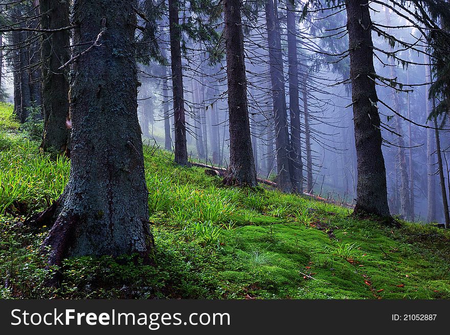 Coniferous wood in mountains after a rain
