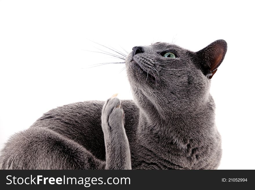 Portrait of a beautiful cat on a white background