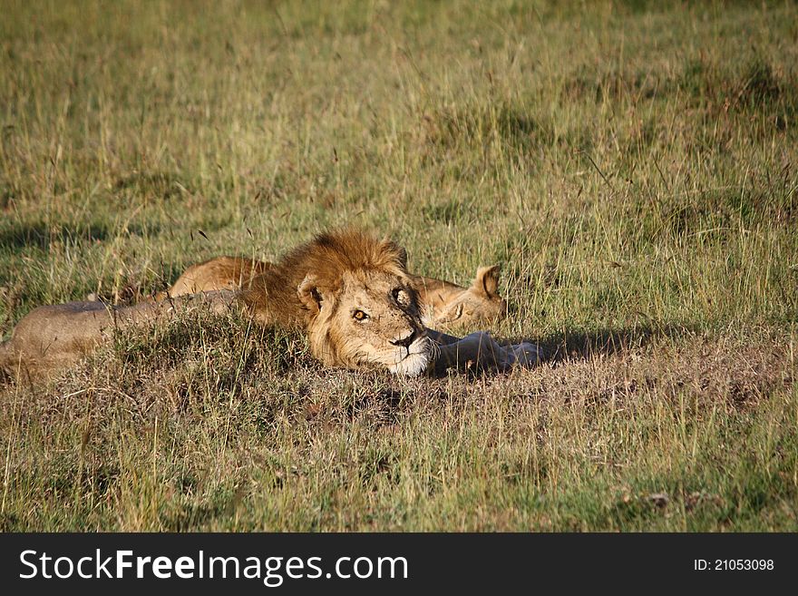 This lion waking up, looking at his female