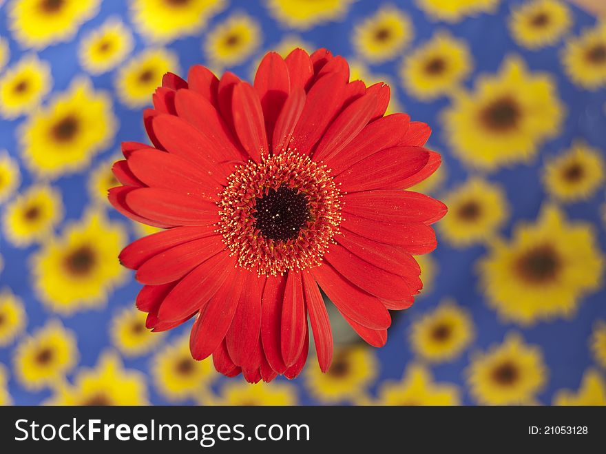 Red gerbera with floral background, top view.