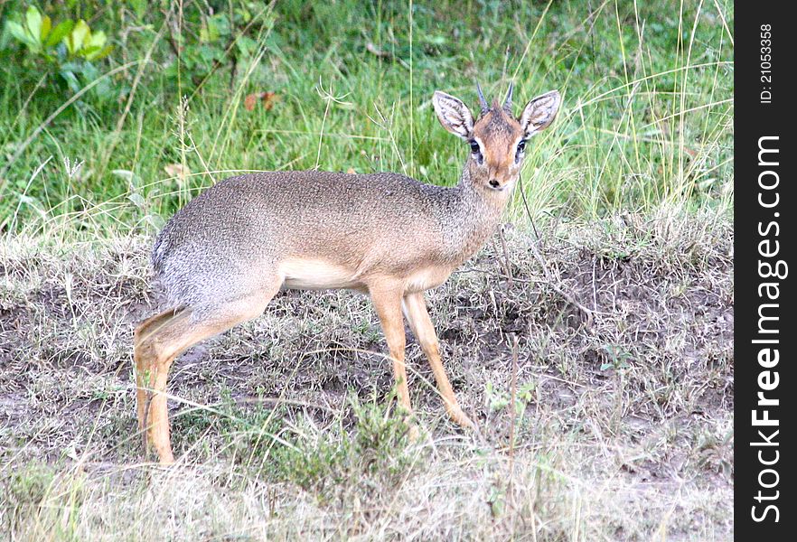 Nice shot of one of the smallest antilopes, a Dik Dik. Picture has been taken in the Maasai mara reserve in Kenya. Nice shot of one of the smallest antilopes, a Dik Dik. Picture has been taken in the Maasai mara reserve in Kenya