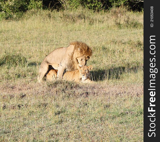 Nice shot of a lion couple Picture has been taken in the Maasai mara reserve in Kenya. Nice shot of a lion couple Picture has been taken in the Maasai mara reserve in Kenya