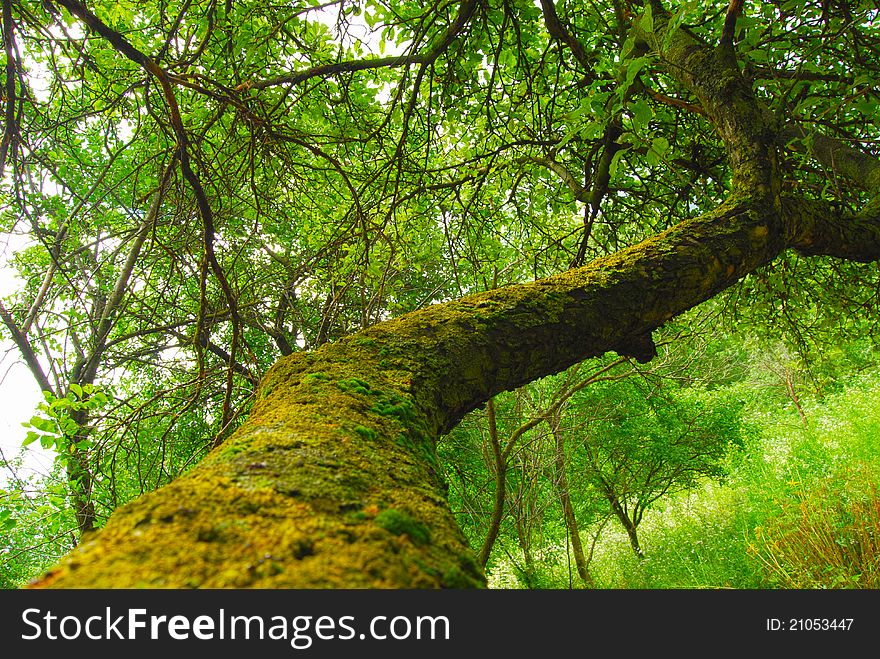 Old tree branch covered with moss in a green forest. Old tree branch covered with moss in a green forest.