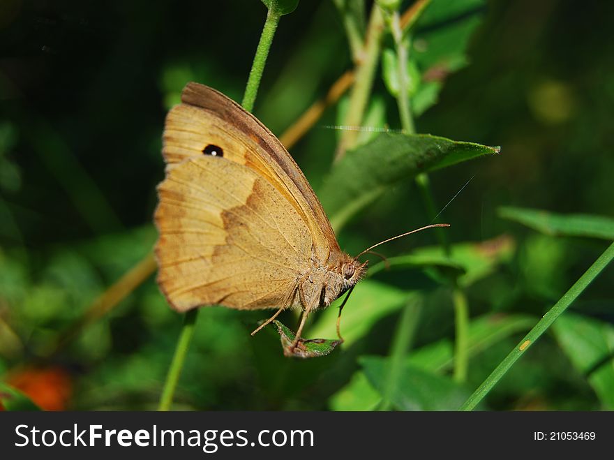 Light Brown Butterfly