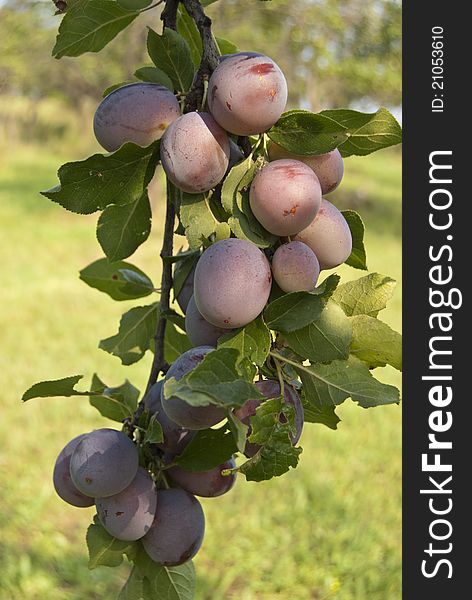 Dusty plumes on a branch, in a plum tree.