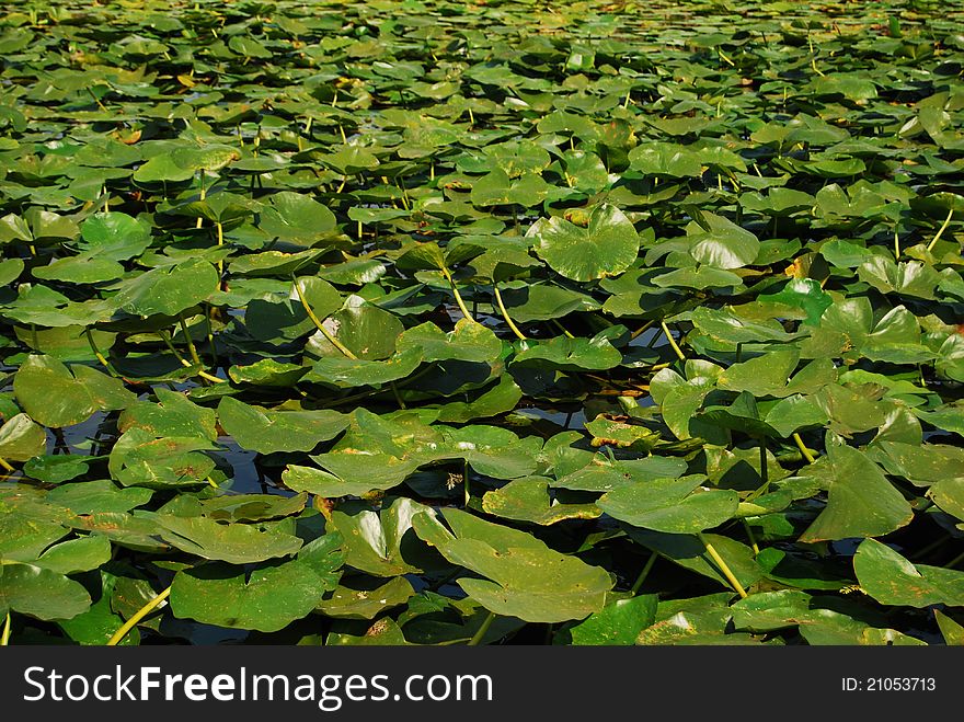 Danube Delta lilies