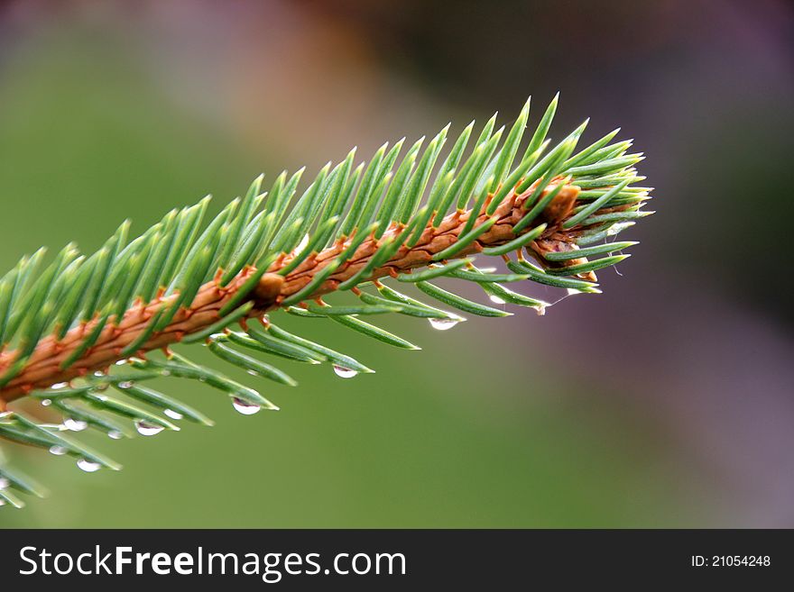 Needles twig on the soft background with small raindrops