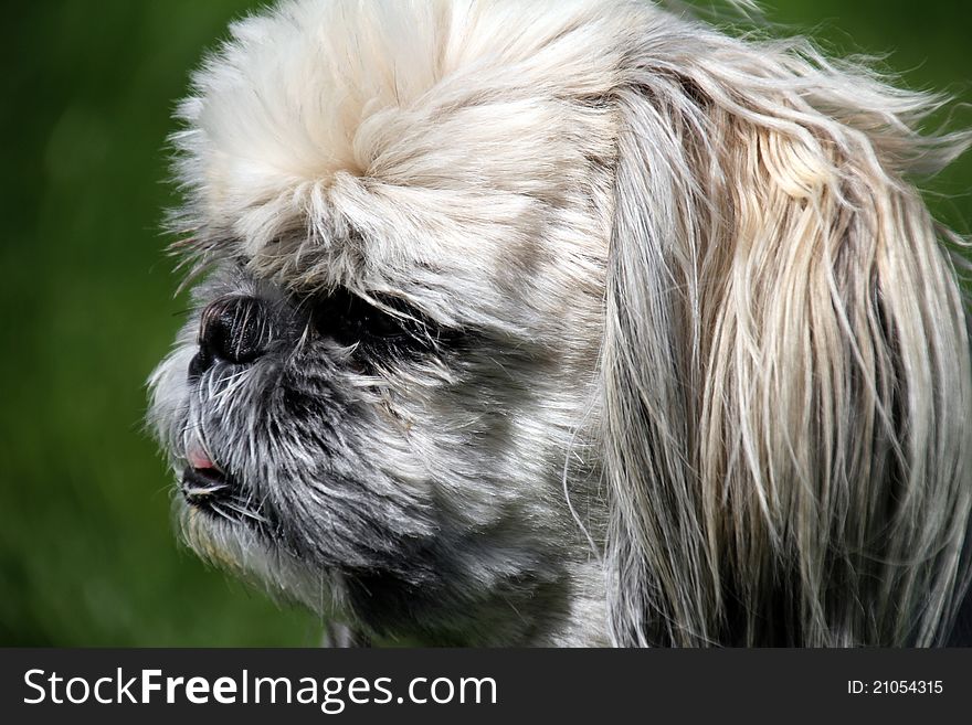 Dog Head - Shih-tzu