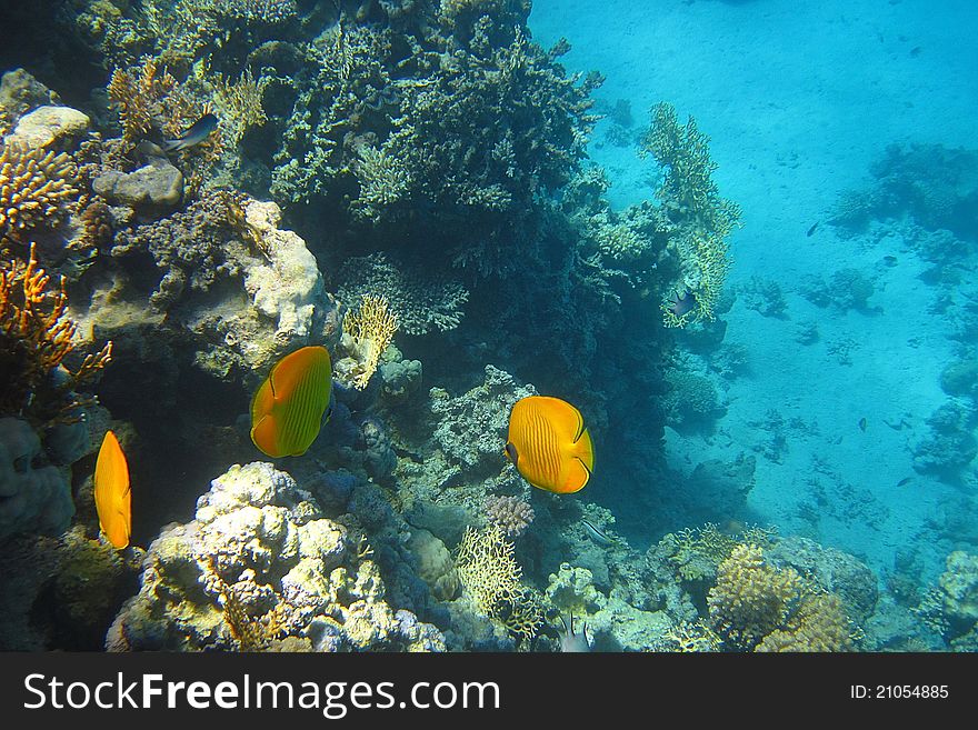 Beautiful yellow fish in the coral reef in the Red Sea