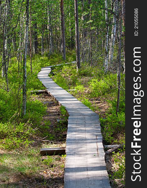 A wood paved trekking path in a summer forest. A wood paved trekking path in a summer forest
