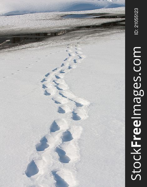 Footsteps on a frozen lake that end up in open water. Footsteps on a frozen lake that end up in open water