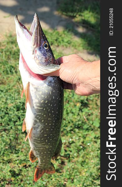 Caught pike in а hand of a fisherman. Caught pike in а hand of a fisherman