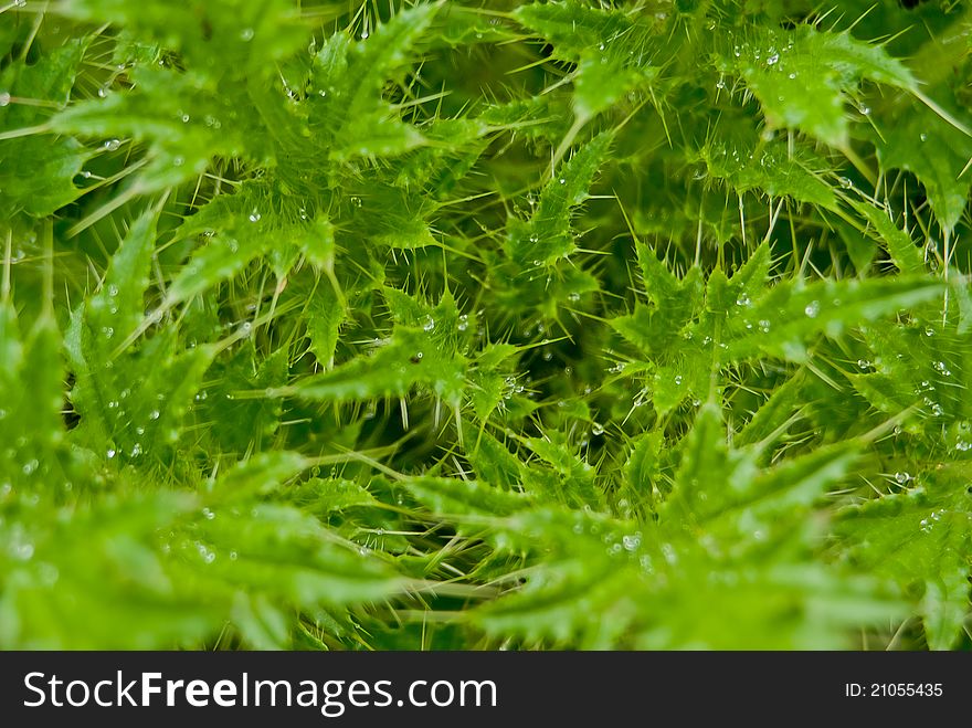 Green Plants Macro - Nature texture