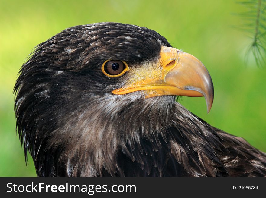 Young bird American sea eagle