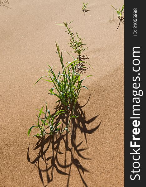 Green plant growing in a dune is casting its shadow over sand. Green plant growing in a dune is casting its shadow over sand