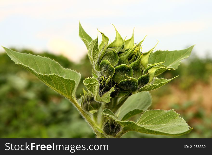 Sunflower bud with a green color