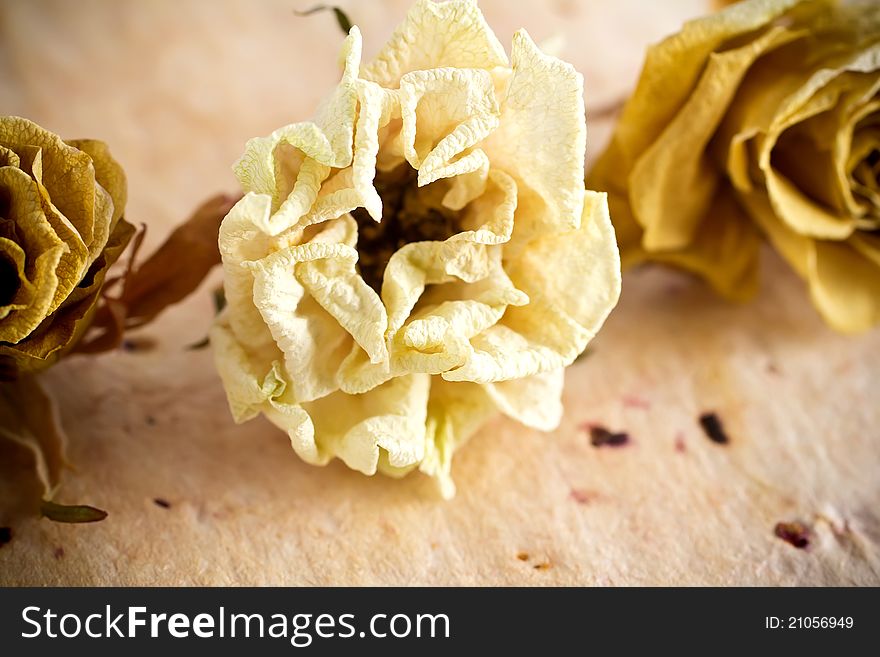 Dried roses on a old paper background. Dried roses on a old paper background.