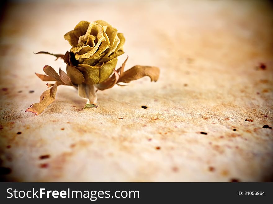 Dried rose on a old paper background. Dried rose on a old paper background.