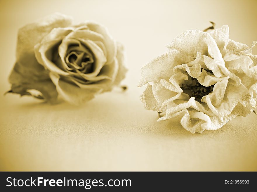 Dried roses on a gold background. Dried roses on a gold background.