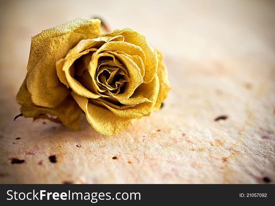 Dried rose on a old paper background. Dried rose on a old paper background.