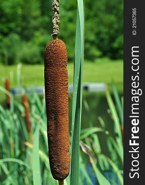 A common Cattail growing near a pond.