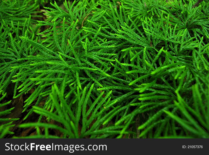 Young Evergreen trees growing in a forest.