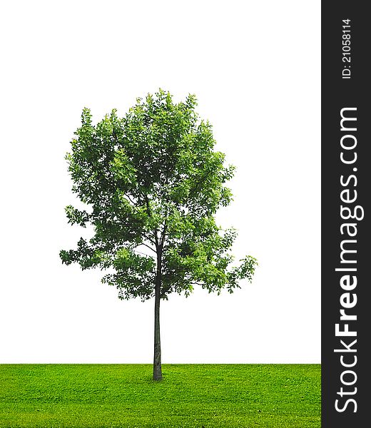 Alone tree on green meadow