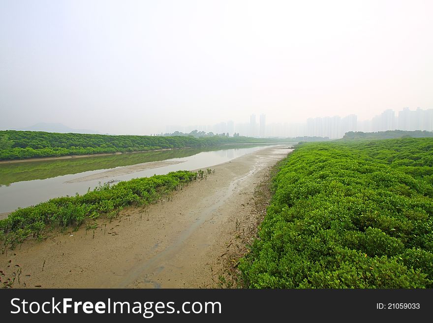 Wetland in Hong Kong