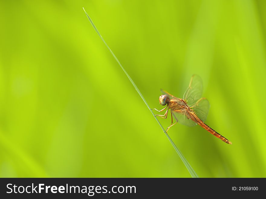 Red Dragonfly on Green Shallow background with copy space