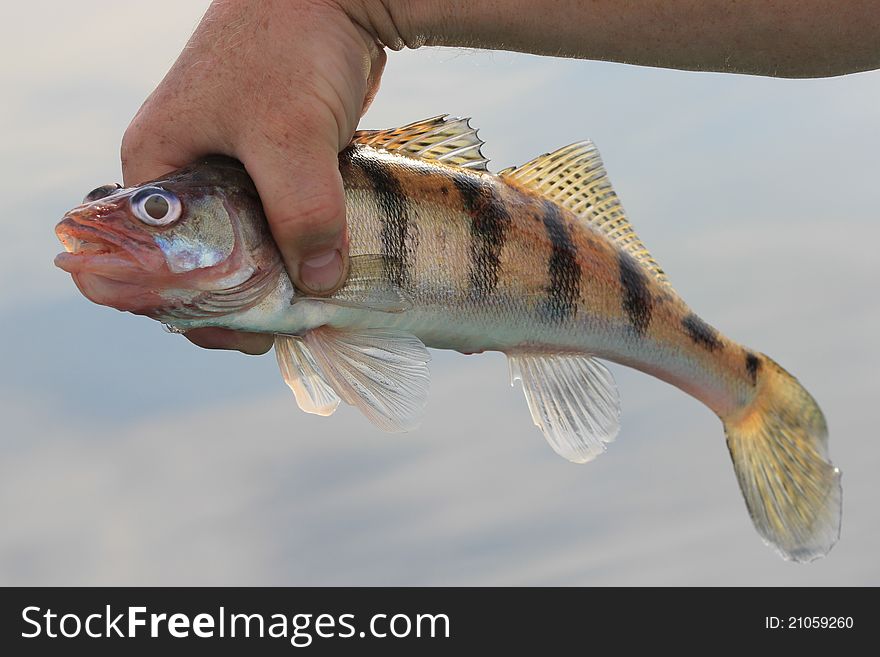 Fishing striped fish hand keep pike. Fishing striped fish hand keep pike