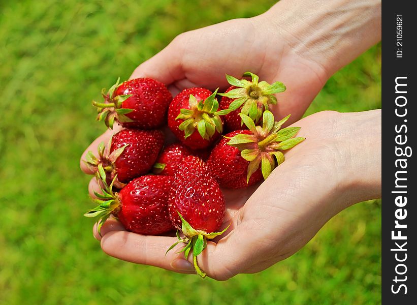 Hand ful of red strawberries. Hand ful of red strawberries
