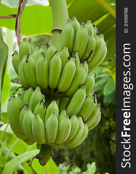 Bunch of young fresh bananas in farm