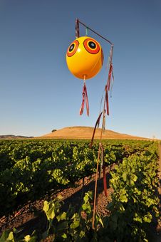 Field Of Wine Grapes With Balloon Royalty Free Stock Photo Field Of Wine Grapes With Balloon Royalty Free Stock Photo