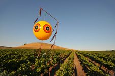 Field Of Wine Grapes With Balloon Royalty Free Stock Image Field Of Wine Grapes With Balloon Royalty Free Stock Image