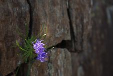 Alpin Flower Royalty Free Stock Photography Alpin Flower Royalty Free Stock Photography