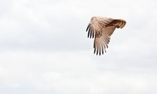 Eagle Flies Free In The African Sky Stock Images