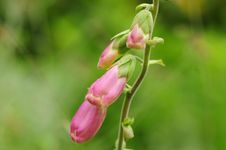 Foxglove (digitalis Purpurea) Royalty Free Stock Photography Foxglove (digitalis Purpurea) Royalty Free Stock Photography
