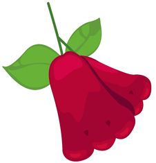 Rose Apple Royalty Free Stock Images Rose Apple Royalty Free Stock Images
