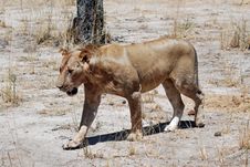 Lioness Walking In Dry Savanna, Tanzania Stock Photography Lioness Walking In Dry Savanna, Tanzania Stock Photography