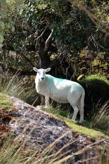 Sheep Among Trees On Rocky Hill Royalty Free Stock Photography Sheep Among Trees On Rocky Hill Royalty Free Stock Photography