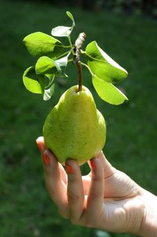 Green Pear With Leafes In Women Hand. Royalty Free Stock Photos Green Pear With Leafes In Women Hand. Royalty Free Stock Photos