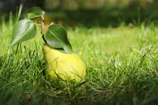 Green Pear With Leafes On Grass. Royalty Free Stock Photos Green Pear With Leafes On Grass. Royalty Free Stock Photos