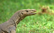 Smiley Lizard Royalty Free Stock Image Smiley Lizard Royalty Free Stock Image